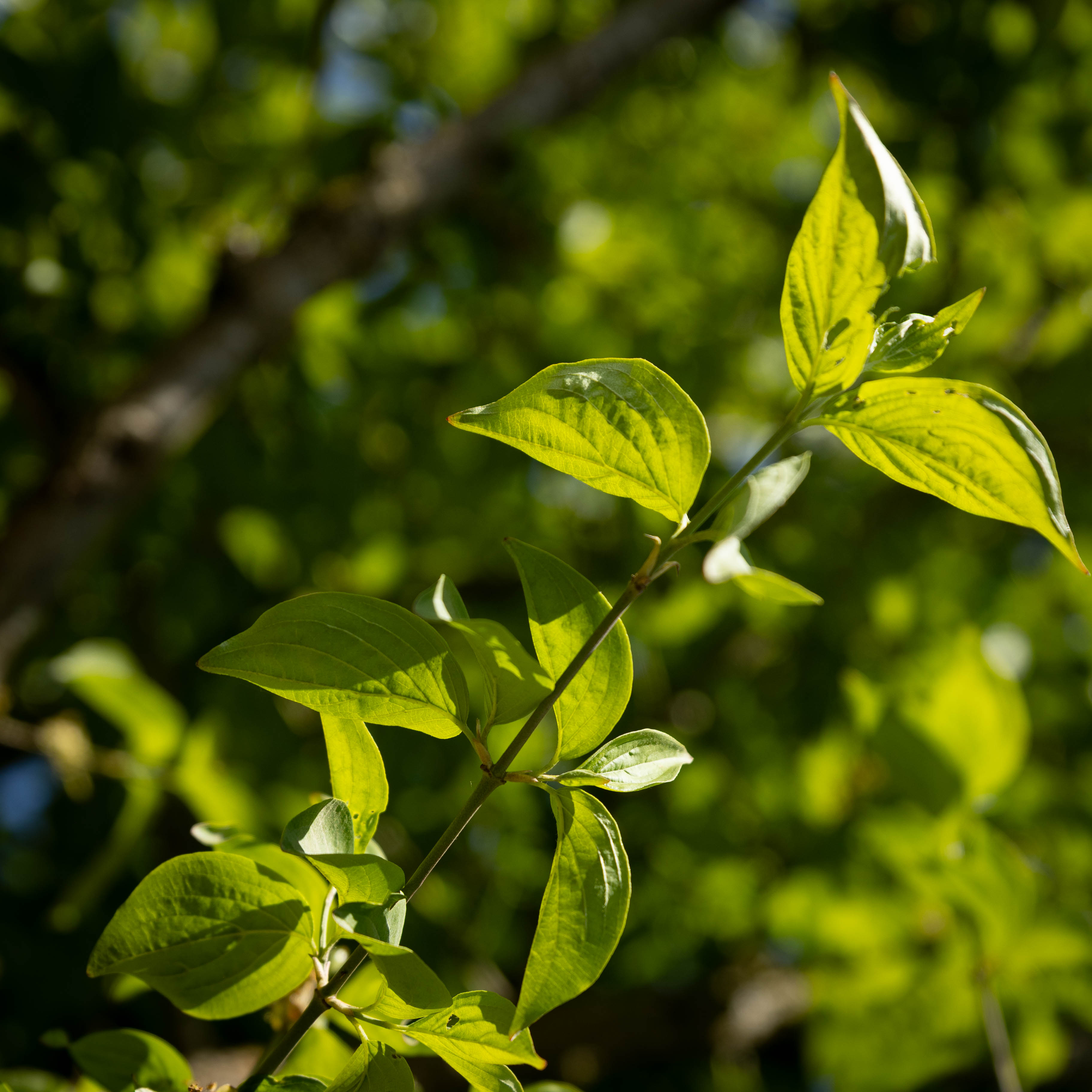 Cornus mas VJ